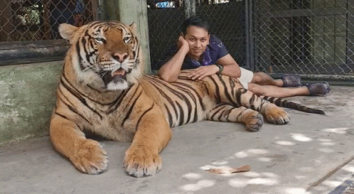 A Man Laying Next To A Large Tiger With The Word Tiger On The Fence GIF