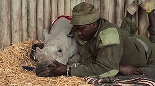 A Man Laying On The Ground With A Rhino On His Lap GIF