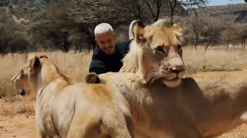 A Man Petting A Lion In A Field With Trees In The Background GIF