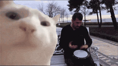 A Man Playing A Drum In Front Of A Cat GIF