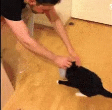 A Man Playing With A Black Cat On A Wooden Floor GIF