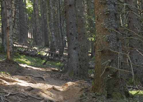 A Man Riding A Bike On A Trail In The Woods Wearing A Shirt That Has The Letter J On It GIF