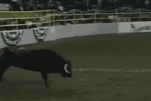 a man riding a bull on a rodeo arena