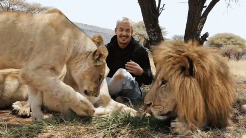 A Man Sitting Next To Two Lions In A Field GIF