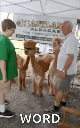 A Man Standing Next To A Group Of Alpacas With A Sign That Says Eastland Alpacas In The Background GIF