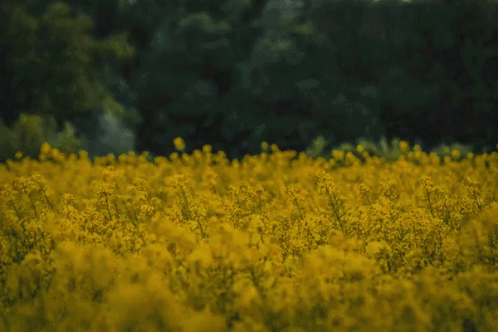 A Man Stands In A Field Of Yellow Flowers With Trees In The Background GIF