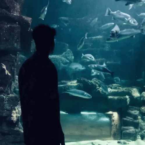 A Man Stands In Front Of An Aquarium With Fish Swimming In It GIF