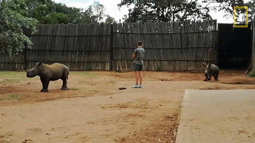 A Man Stands In Front Of Two Rhinos In A Dirt Area With A National Geographic Logo In The Background GIF