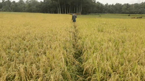 A Man Walks Through A Lush Green Field With Trees In The Background GIF