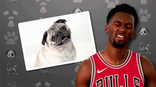 A Man Wearing A Bulls Jersey Looks At A Picture Of A Pug Dog GIF
