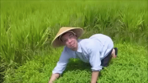 A Man Wearing A Conical Hat Is Kneeling In A Field Of Rice . GIF