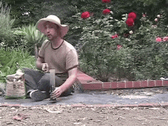 A Man Wearing A Hat Sits On The Ground In Front Of A Bush With Red Roses GIF