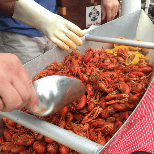 A Man Wearing A White Glove Is Scooping Crawfish From A Bucket GIF