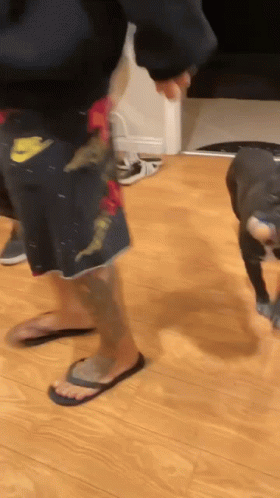 A Man Wearing Nike Shorts Is Walking A Dog GIF