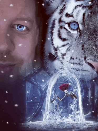 A Man With Blue Eyes Is Standing In Front Of A Tiger And A Rose In A Glass Dome GIF