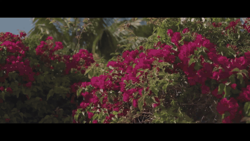 A Man With Dreadlocks Is Standing On A Balcony Overlooking A Body Of Water GIF
