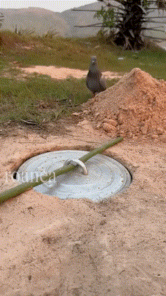 A Manhole Cover With A Green Hose Attached To It And A Bird Sitting On Top Of A Pile Of Dirt .. GIF