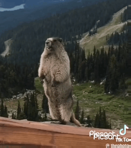 A Marmot Standing On Its Hind Legs With The Word Pereee Written On The Bottom GIF