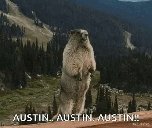 Marmot Standing With Austin Austin Austin Text GIF