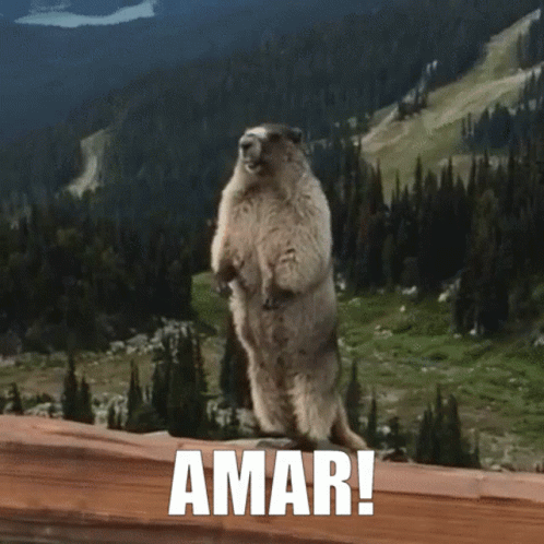 A Marmot Stands On Its Hind Legs In Front Of A Mountain With The Word Amar Below It GIF