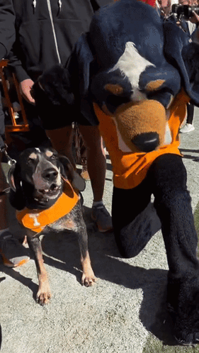 A Mascot Is Kneeling Next To A Dog Wearing An Orange Shirt With The Letter T On It GIF