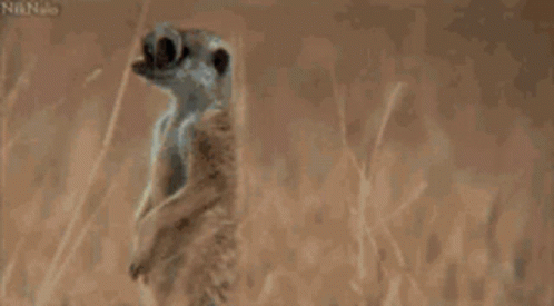 A Meerkat Wearing Glasses Looks Very Surprised GIF