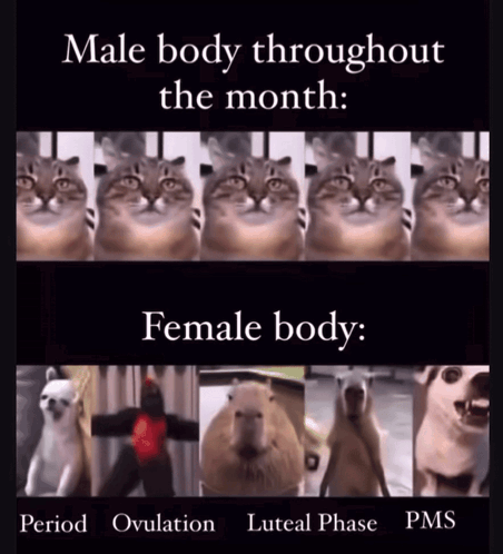 A Meme Shows A Male Body Throughout The Month And A Female Body GIF