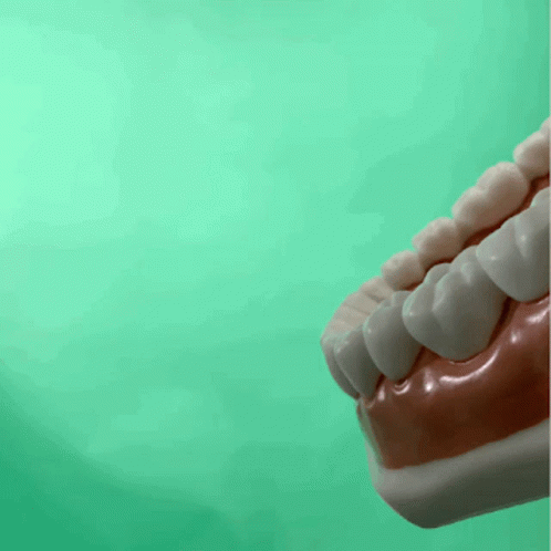 A Model Of A Person 'S Teeth Is Against A Green Background GIF