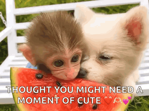A Monkey And A Dog Are Eating A Slice Of Watermelon With The Caption " Thought You Might Need A Moment Of Cute " GIF