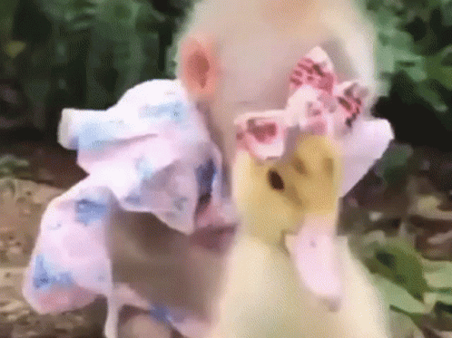 A Monkey And A Duck Are Standing Next To Each Other . The Monkey Is Wearing A Pink Bow On Its Head . GIF