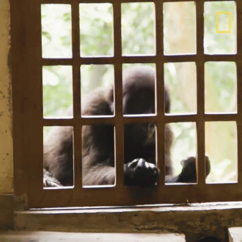 A Monkey Behind Bars With A National Geographic Logo On The Bottom Left GIF