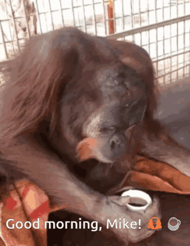 A Monkey Holding A Cup Of Coffee With The Words Good Morning Mike GIF
