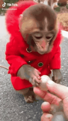 A Monkey In A Red Coat Is Holding A Person 'S Finger . GIF