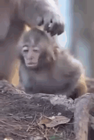 A Monkey Is Being Groomed By Another Monkey While Sitting On A Rock . GIF