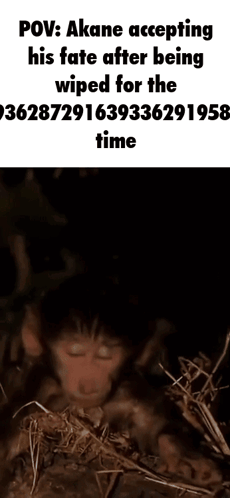 Monkey Being Wiped In Meme GIF