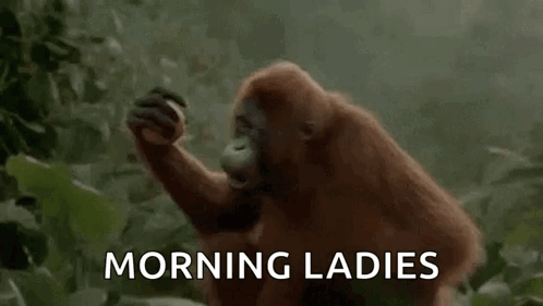 A Monkey Is Eating A Banana In The Jungle And Says Morning Ladies . GIF