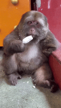 A Monkey Is Eating An Ice Cream Cone On The Floor GIF