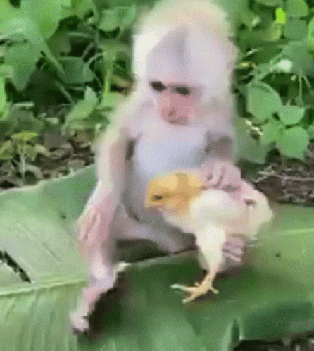 A Monkey Is Holding A Chicken In Its Arms While Wearing Sunglasses . GIF