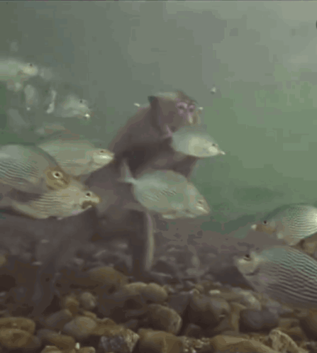 A Monkey Is Holding A Fish While Swimming In The Water GIF