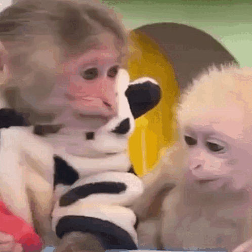 A Monkey Is Holding A Stuffed Animal In Its Hands GIF