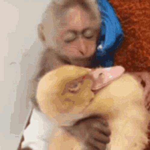 A Monkey Is Holding A Stuffed Duck In Its Arms GIF