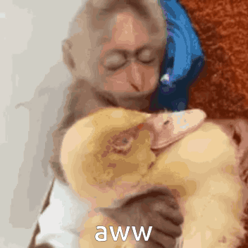 A Monkey Is Hugging A Stuffed Duck With The Words Aww On The Bottom . GIF