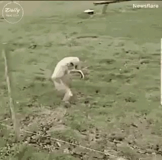 A Monkey Is Jumping Over A Wire Fence In A Field . GIF