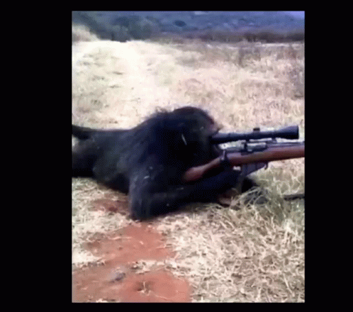 A Monkey Is Laying Down With A Rifle In Its Mouth GIF