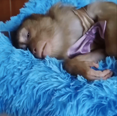 A Monkey Is Laying On A Blue Blanket With A Pink Bow Tie Around Its Neck GIF