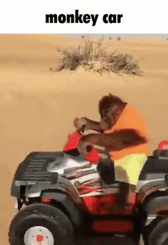A Monkey Is Riding An Atv In The Desert With The Caption Monkey Car GIF