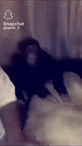 A Monkey Is Sitting On A Bed In A Snapchat Video GIF