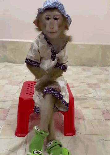A Monkey Is Sitting On A Red Stool Wearing A Hat And Socks GIF