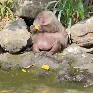 A Monkey Is Sitting On A Rock Eating A Piece Of Fruit GIF