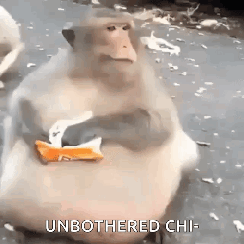 A Monkey Is Sitting On The Ground Eating A Piece Of Food And Says `` Unbothered Chi '' . GIF